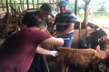 Agricultura inicia roteiro de vacinação contra a brucelose