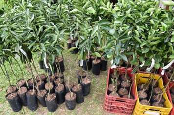 Mudas de frutíferas podem ser encomendadas até 19 de junho