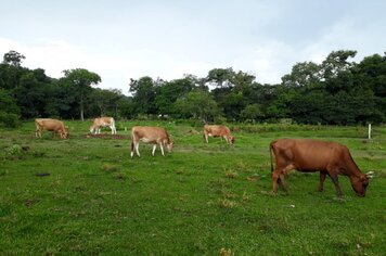 Produtores devem efetuar a declaração anual de rebanho