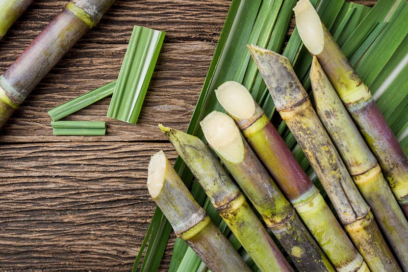 Encomenda de mudas de batata-doce, capim-elefante, bananeira e cana-de-açúcar
